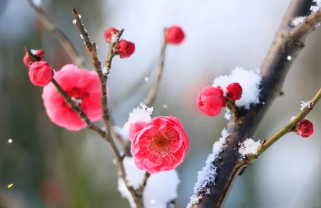 李清照咏梅词五首（感情深婉，亦花亦人）