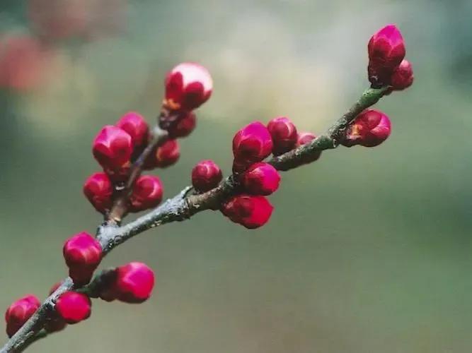 李清照咏梅词五首（感情深婉，亦花亦人）