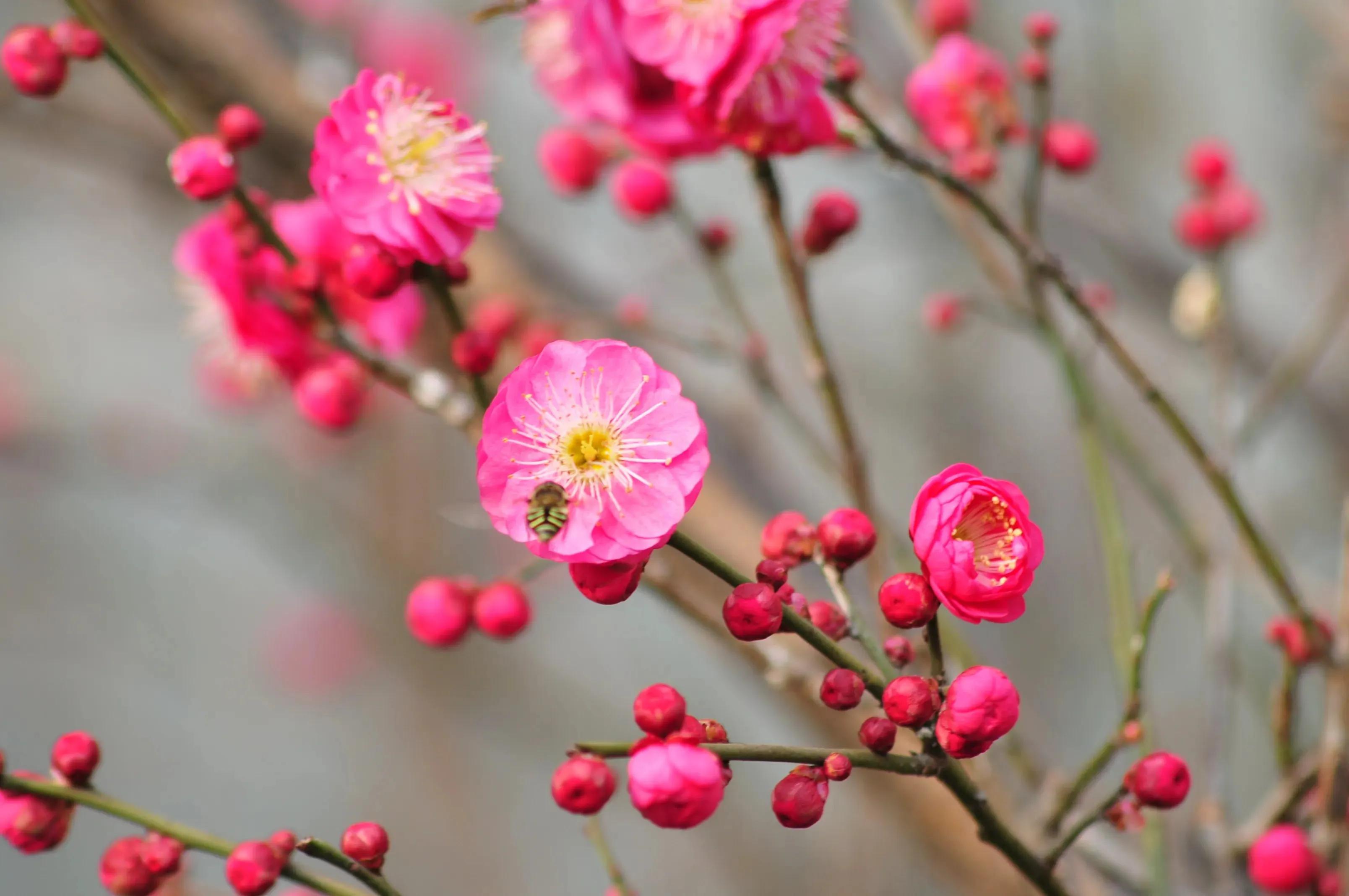 李清照咏梅词五首（感情深婉，亦花亦人）