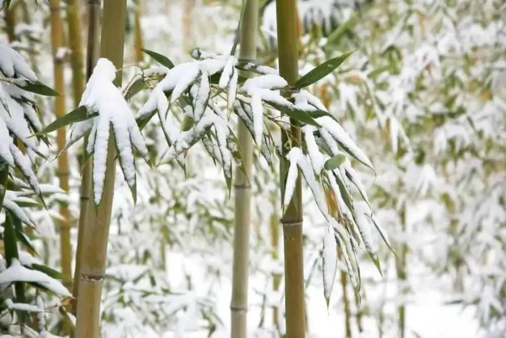 忽如一夜春风来，千树万树梨花开（绝美冬雪诗三十首）