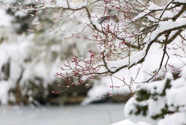 忽如一夜春风来，千树万树梨花开（绝美冬雪诗三十首）