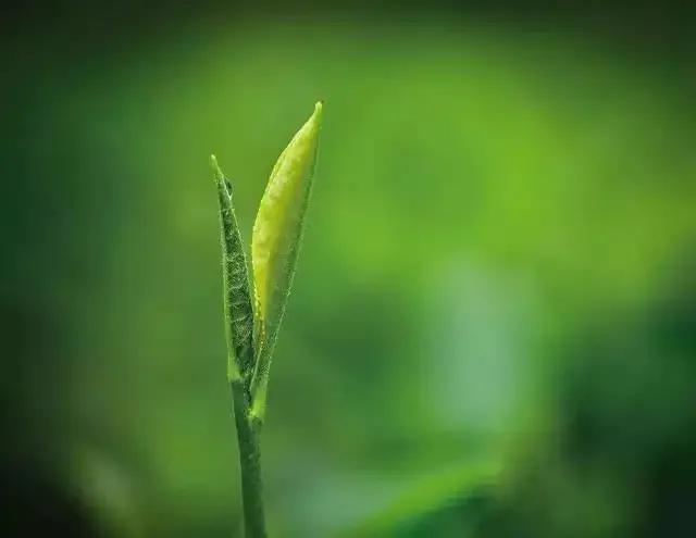 陆游诗词七律六首（朴实自然，清新幽美）