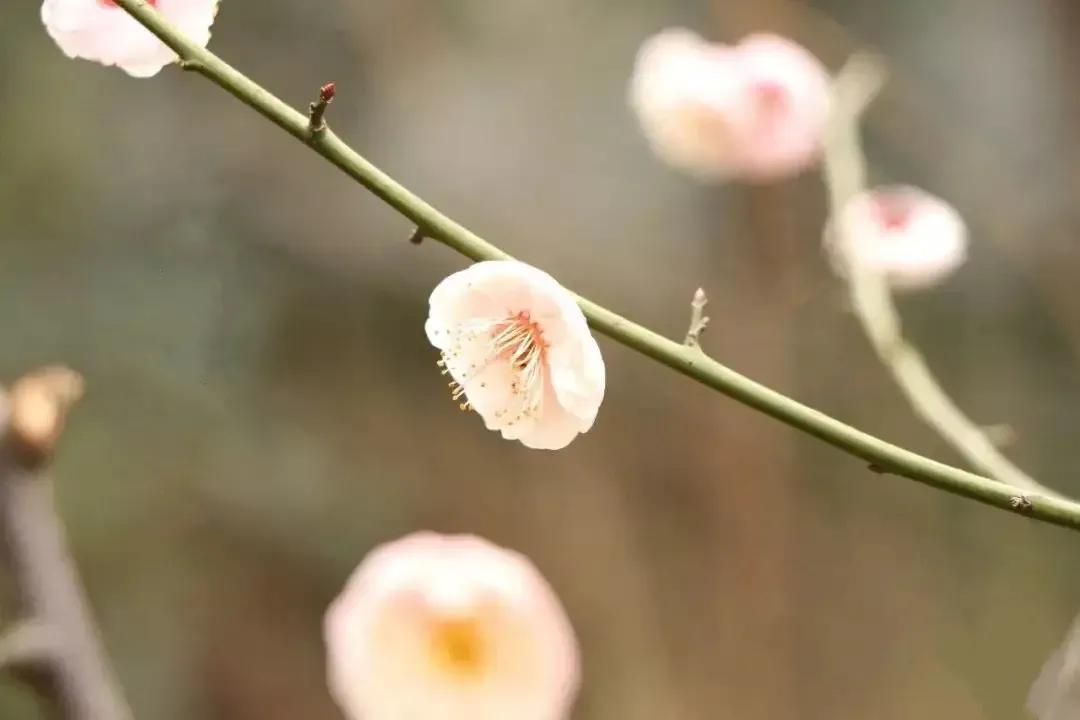 陆游诗词七律六首（朴实自然，清新幽美）