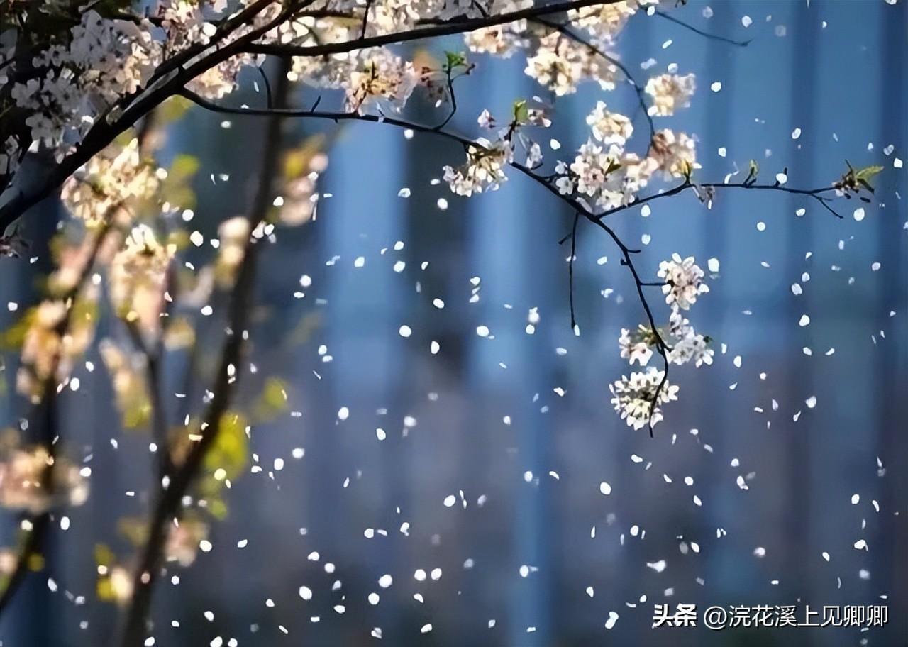 朝看花开满树红，暮看花落树还空（推荐10首有禅意的古诗词）