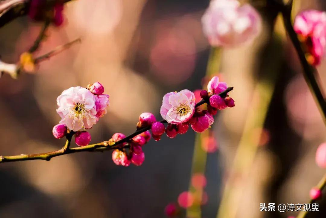 梅花释然经典诗词（十首梅花诗词）