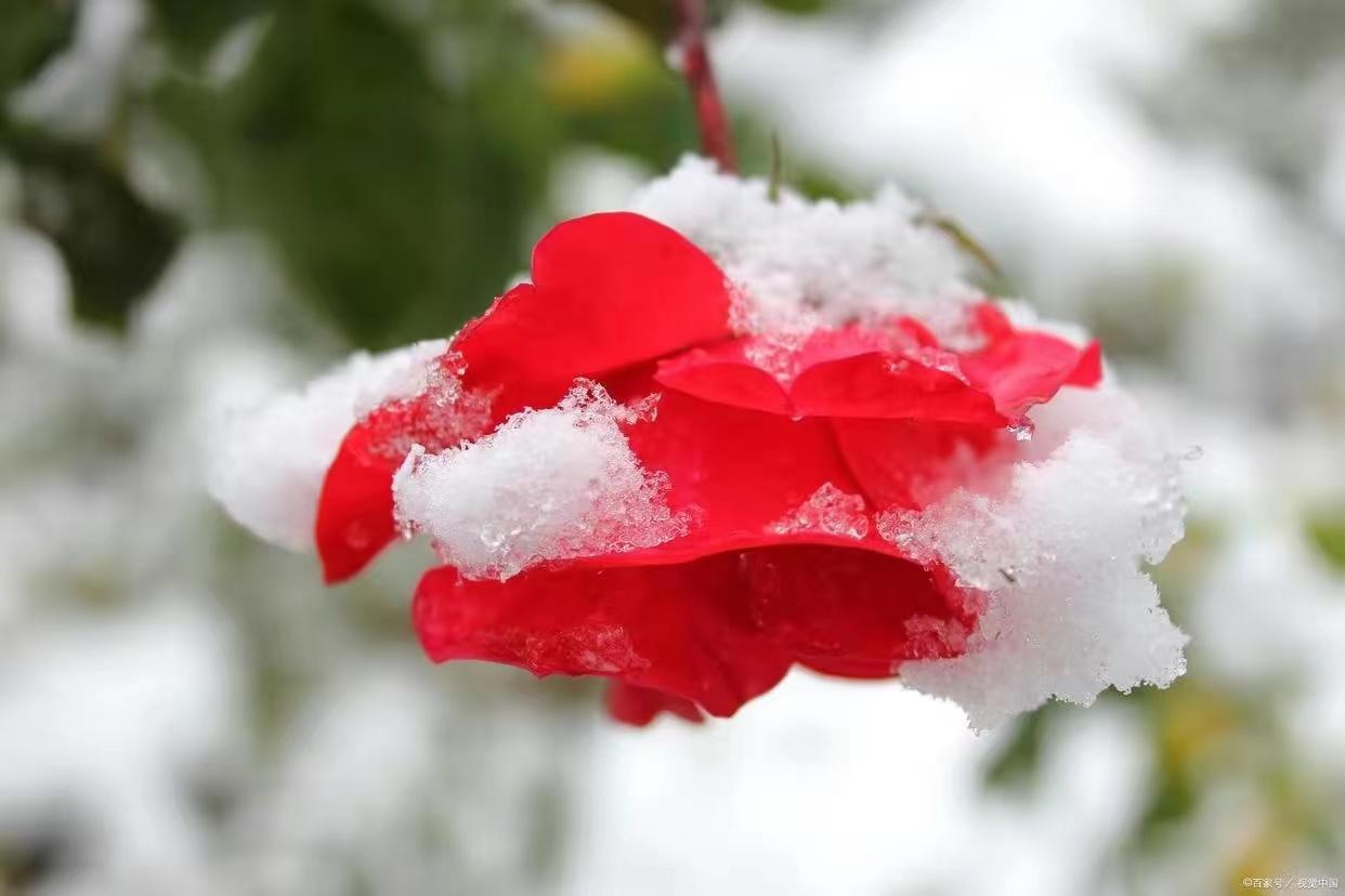 风雪知心，岁岁无忧（冬至五首古诗）