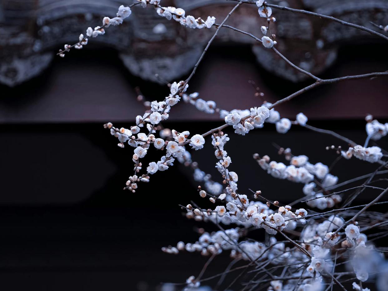 雪似梅花，梅花似雪（九首意境的梅花诗词）