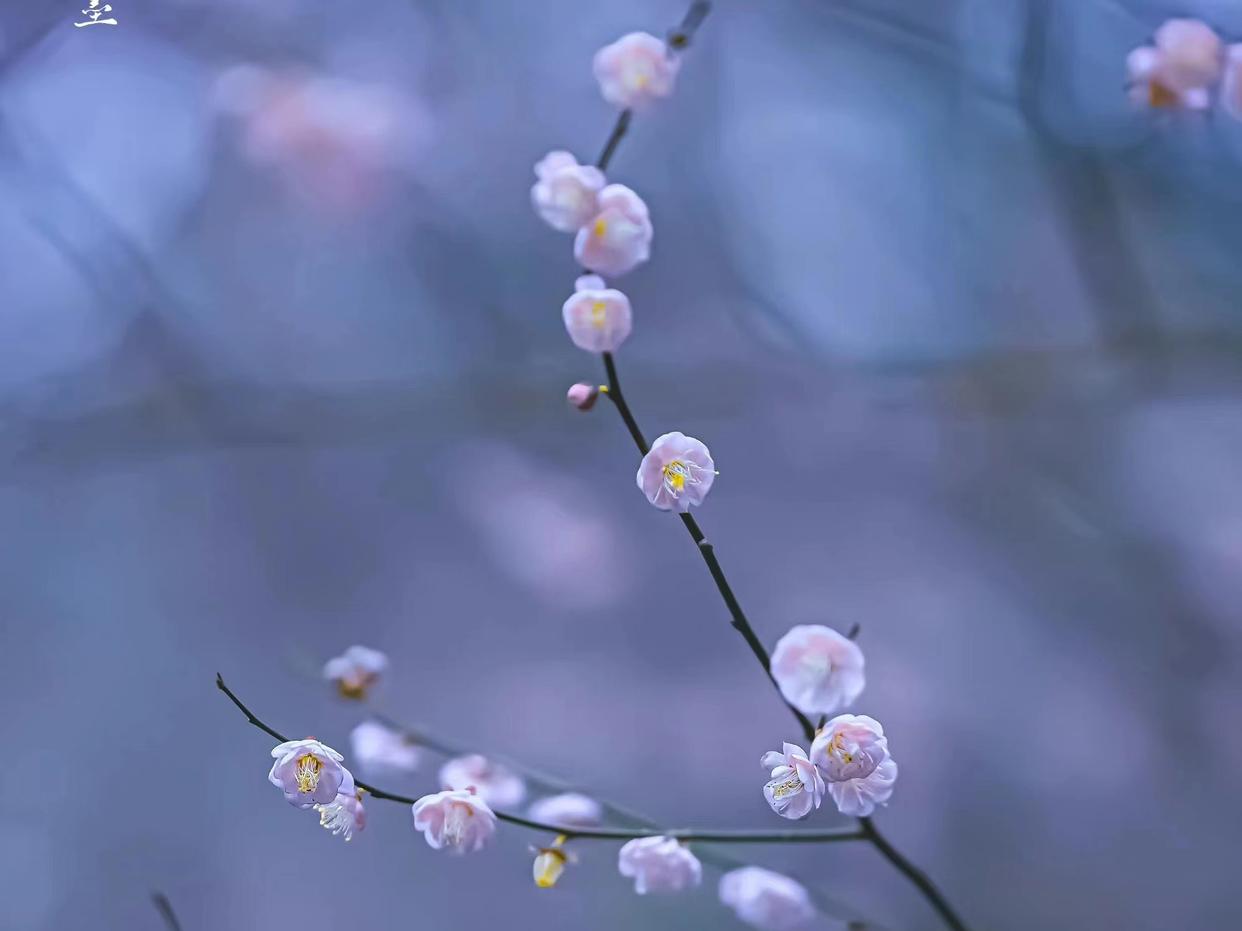 雪似梅花，梅花似雪（九首意境的梅花诗词）