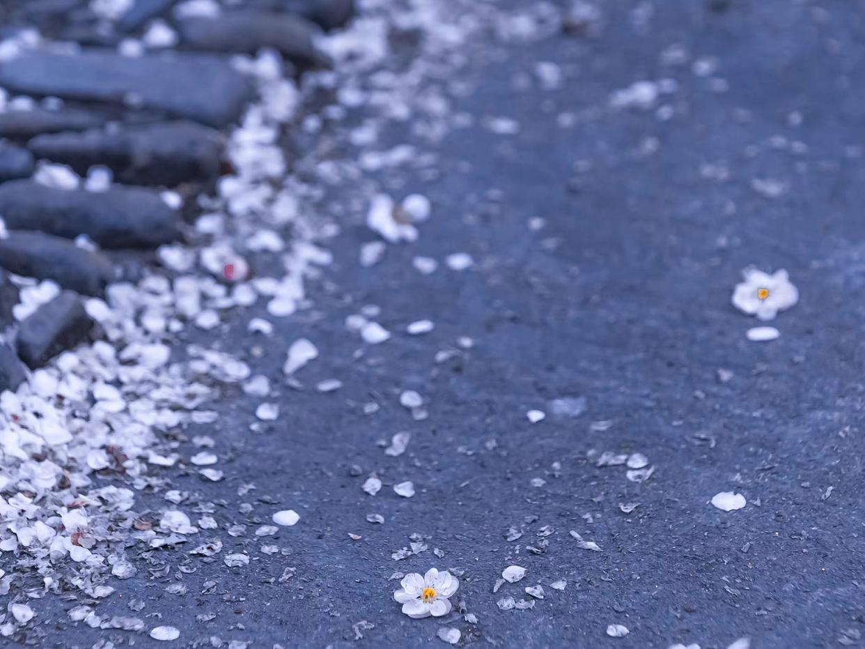 雪似梅花，梅花似雪（九首意境的梅花诗词）