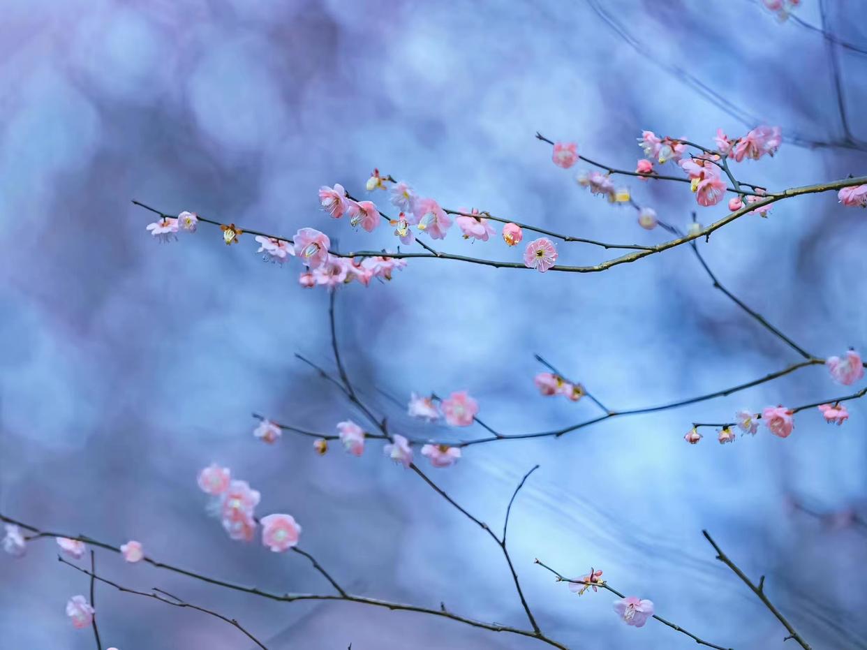 雪似梅花，梅花似雪（九首意境的梅花诗词）