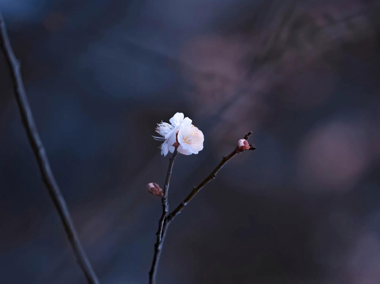 雪似梅花，梅花似雪（九首意境的梅花诗词）