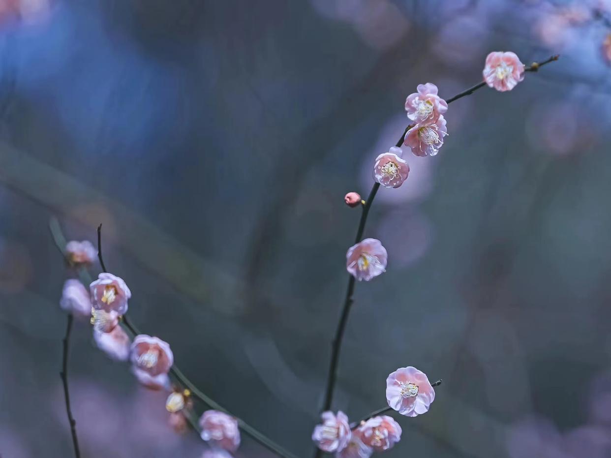 雪似梅花，梅花似雪（九首意境的梅花诗词）