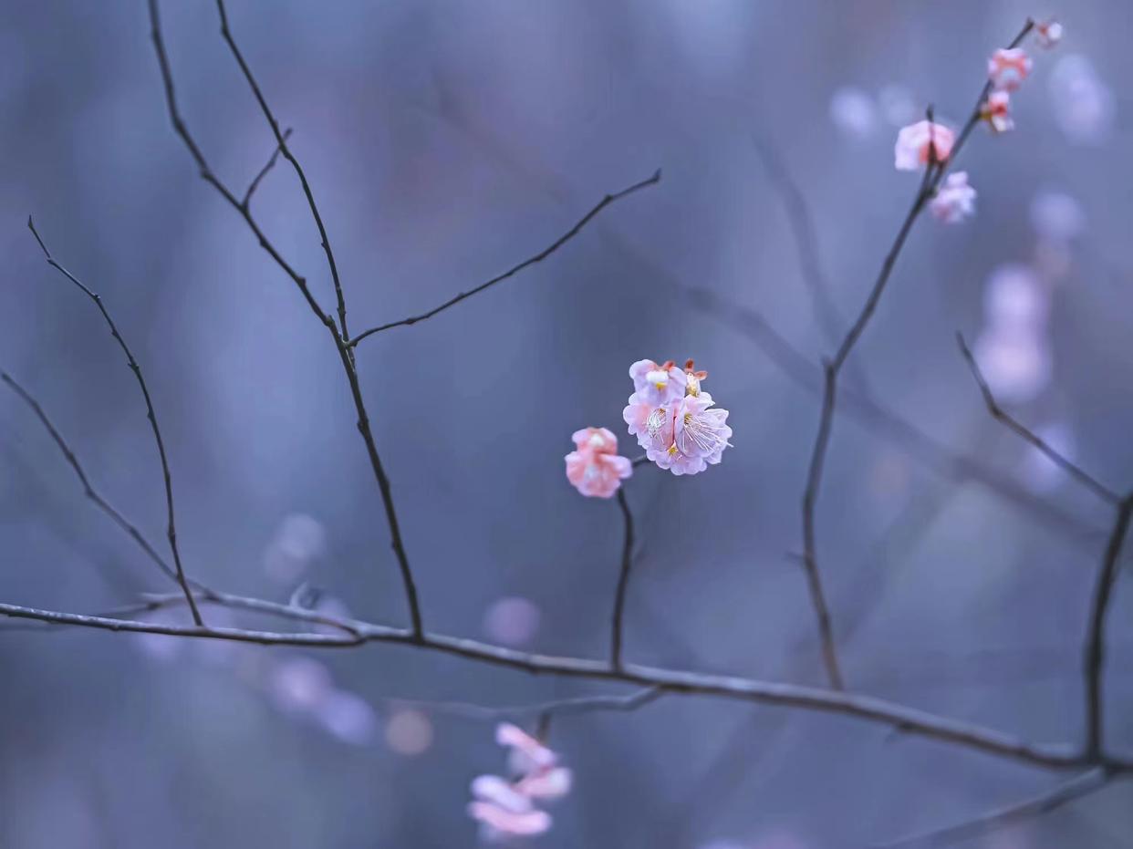 雪似梅花，梅花似雪（九首意境的梅花诗词）