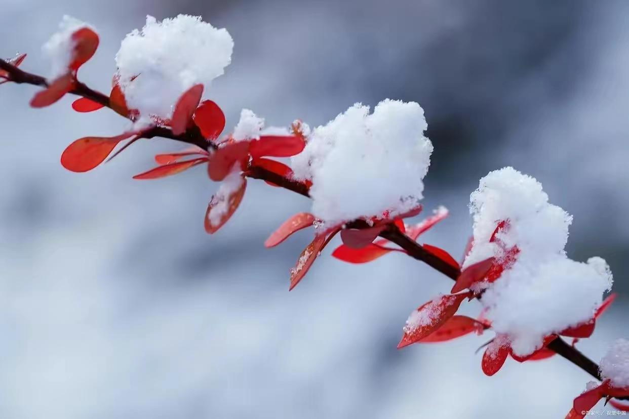 静美冬日，雪落成诗（十首意境绝美的冬雪诗词）