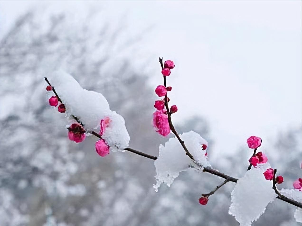 静美冬日，雪落成诗（十首意境绝美的冬雪诗词）