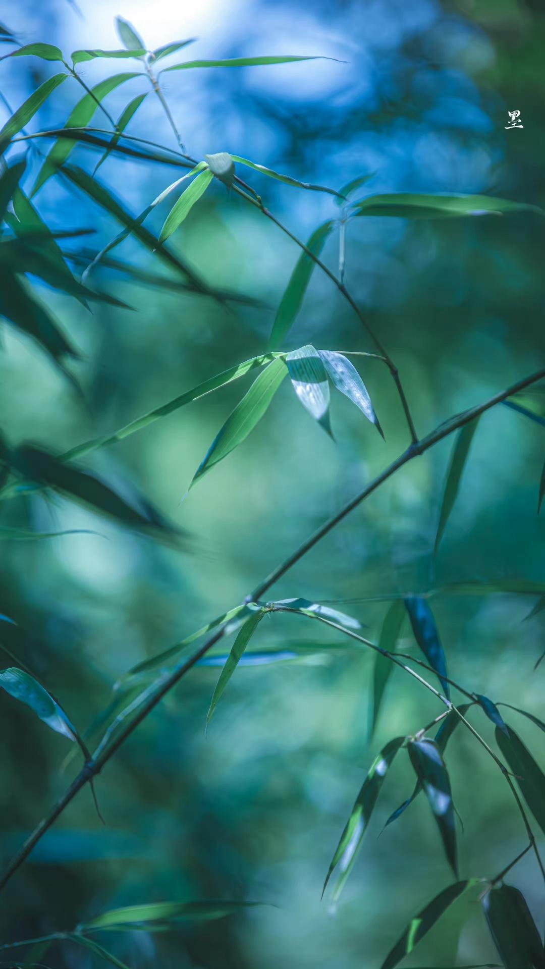 竹影和诗瘦，梅花入梦香（十首冷门唯美的竹韵诗）