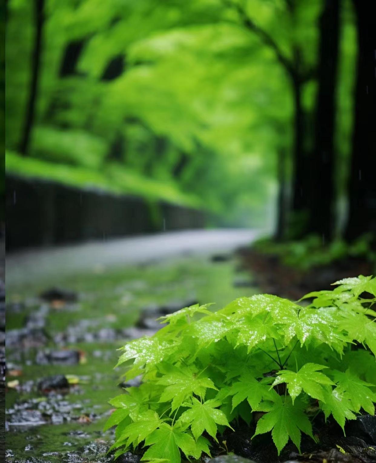 青苔问红叶，何物是斜阳（人生的意义五首古诗词）