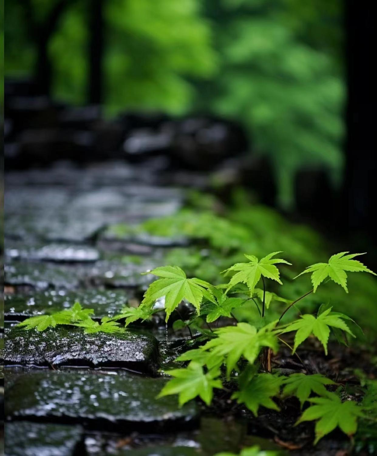 青苔问红叶，何物是斜阳（人生的意义五首古诗词）