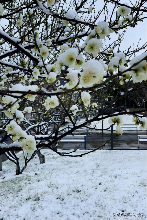 下雪经典诗词名句（10首经典唯美下雪诗词）