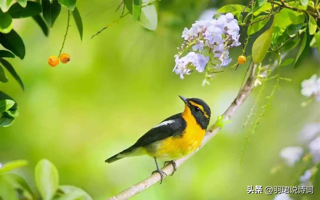 白居易经典诗词（白居易的15首千古诗词）