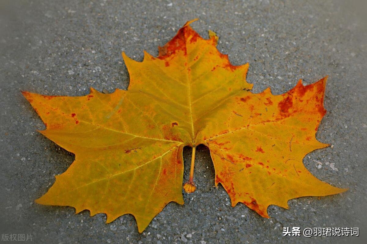 雨中的梧桐唯美古诗（60句经典梧桐诗句）