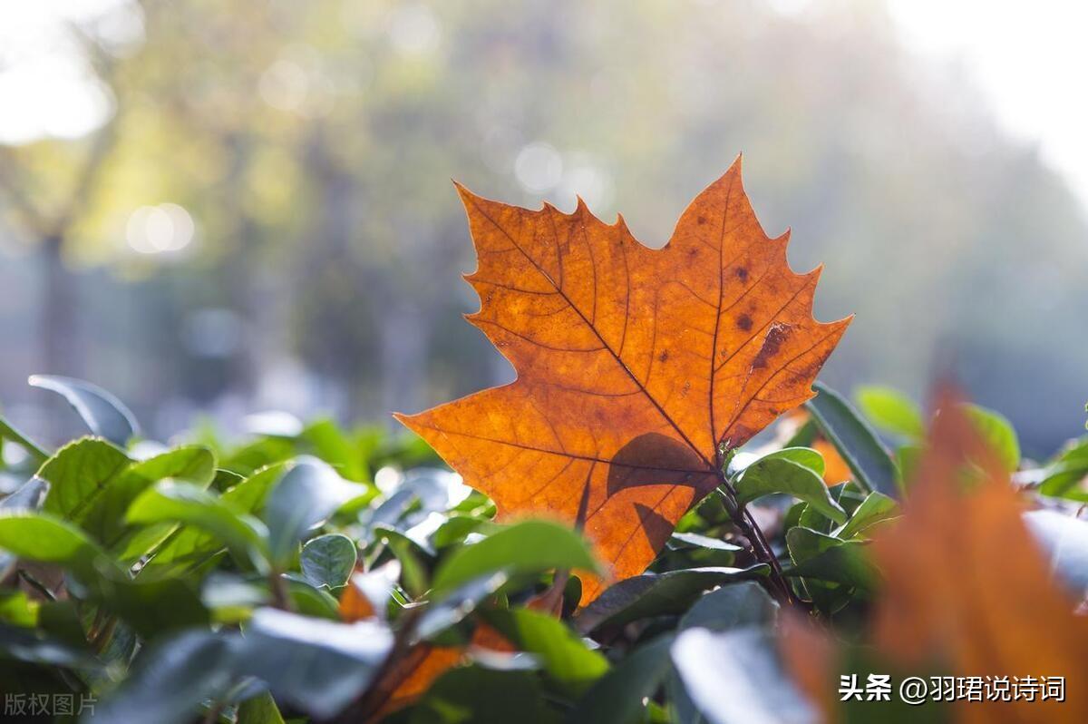 雨中的梧桐唯美古诗（60句经典梧桐诗句）