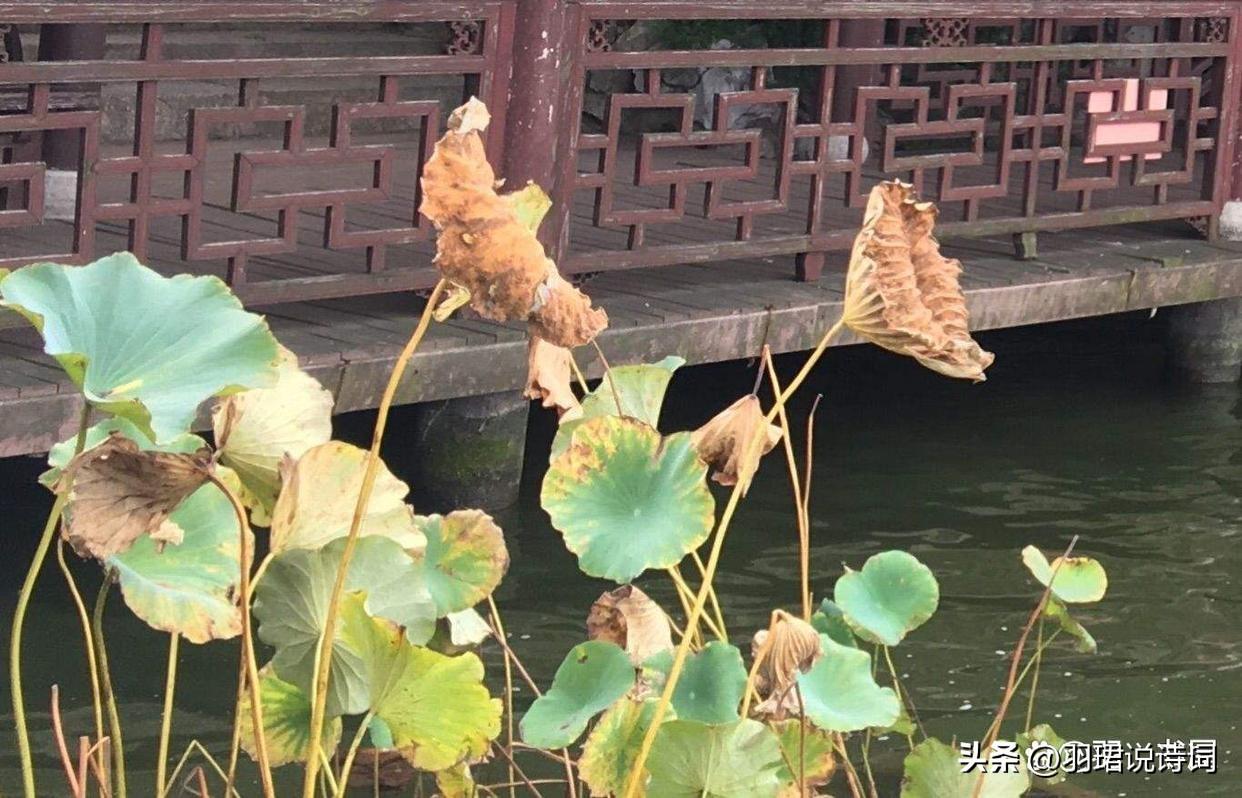 秋雨唯美古诗大全（8首经典秋雨诗词）