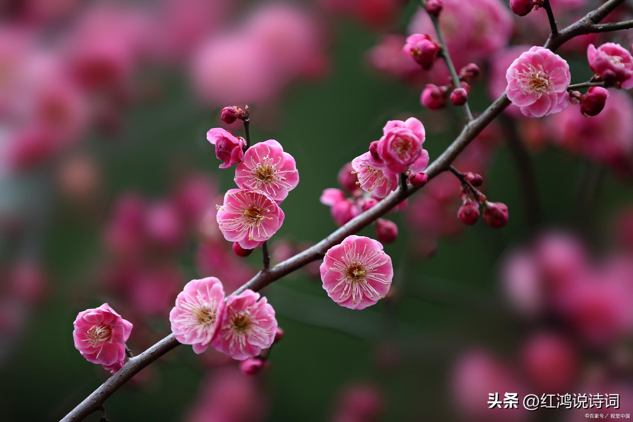 咏梅唯美古诗有哪些（25句经典咏梅诗词）