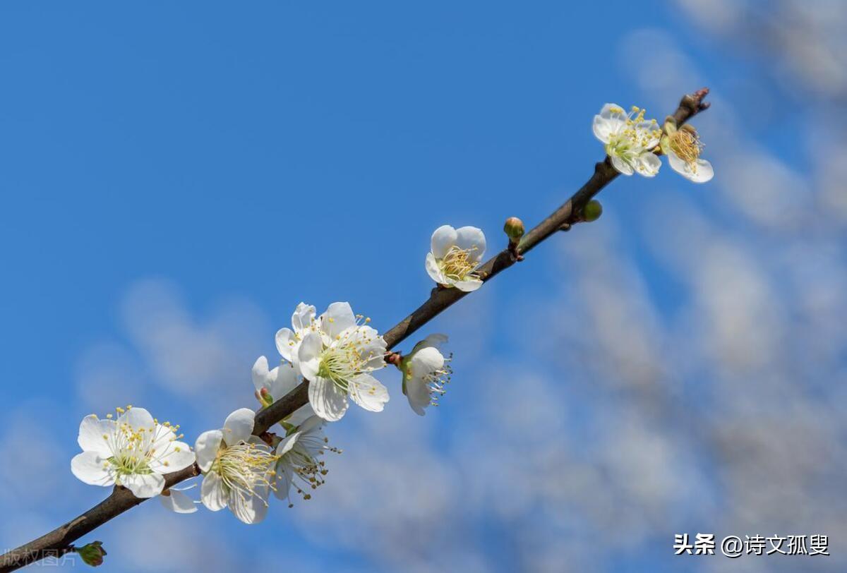 腊月的经典诗词句（人生四季，岁月轮回）