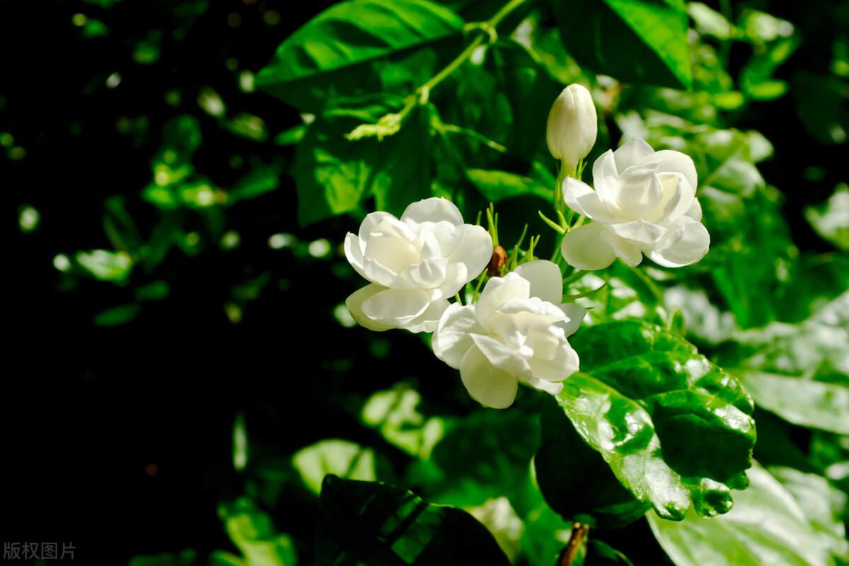 茉莉经典诗词大全（形容茉莉花经典诗词句）