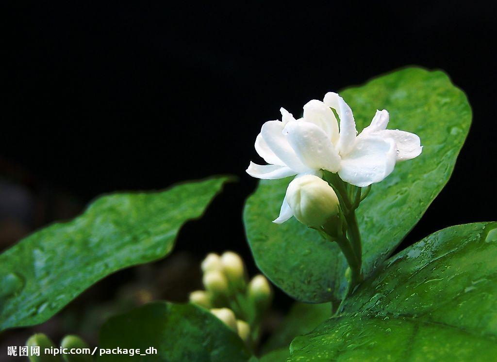 茉莉经典诗词大全（形容茉莉花经典诗词句）