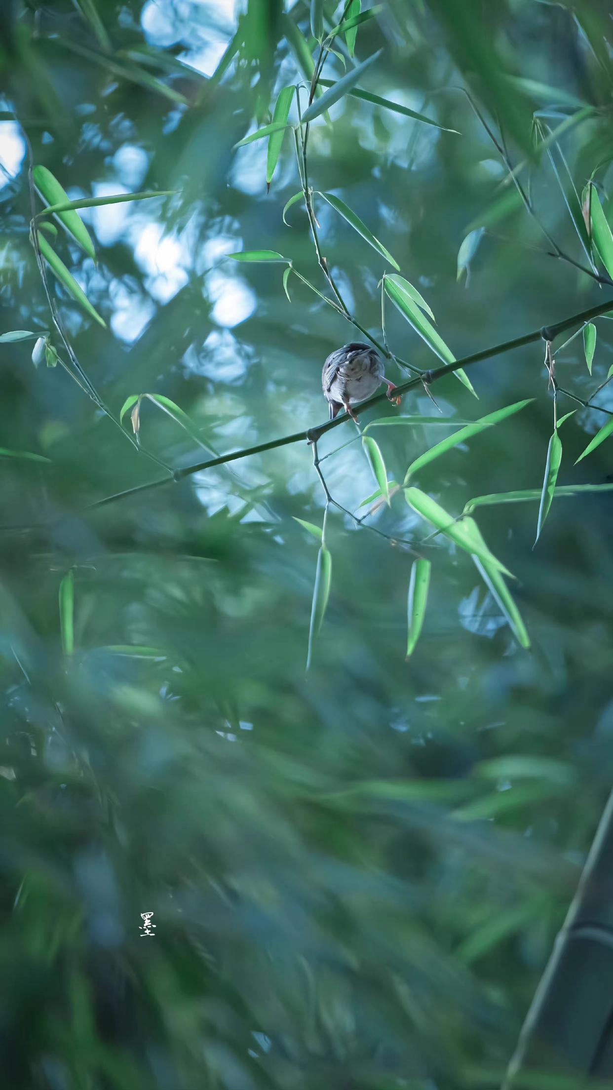 雨洗娟娟净，风吹细细香（十首唯美咏竹古诗）