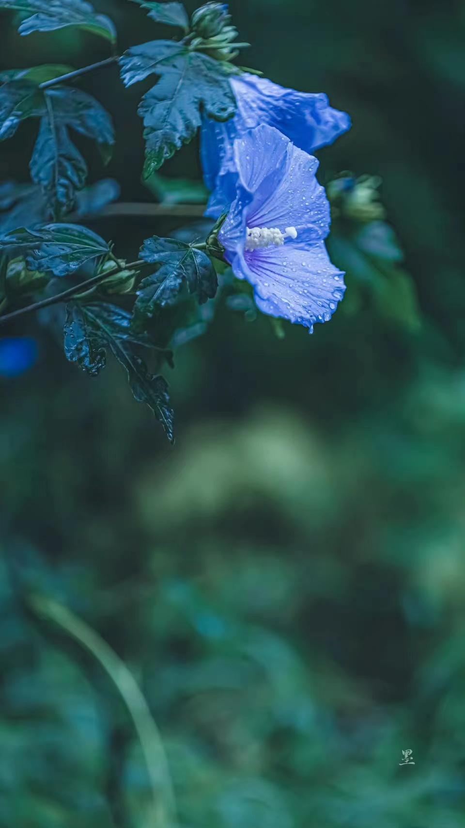 柳永经典诗词及鉴赏（柳永经典的十首词）