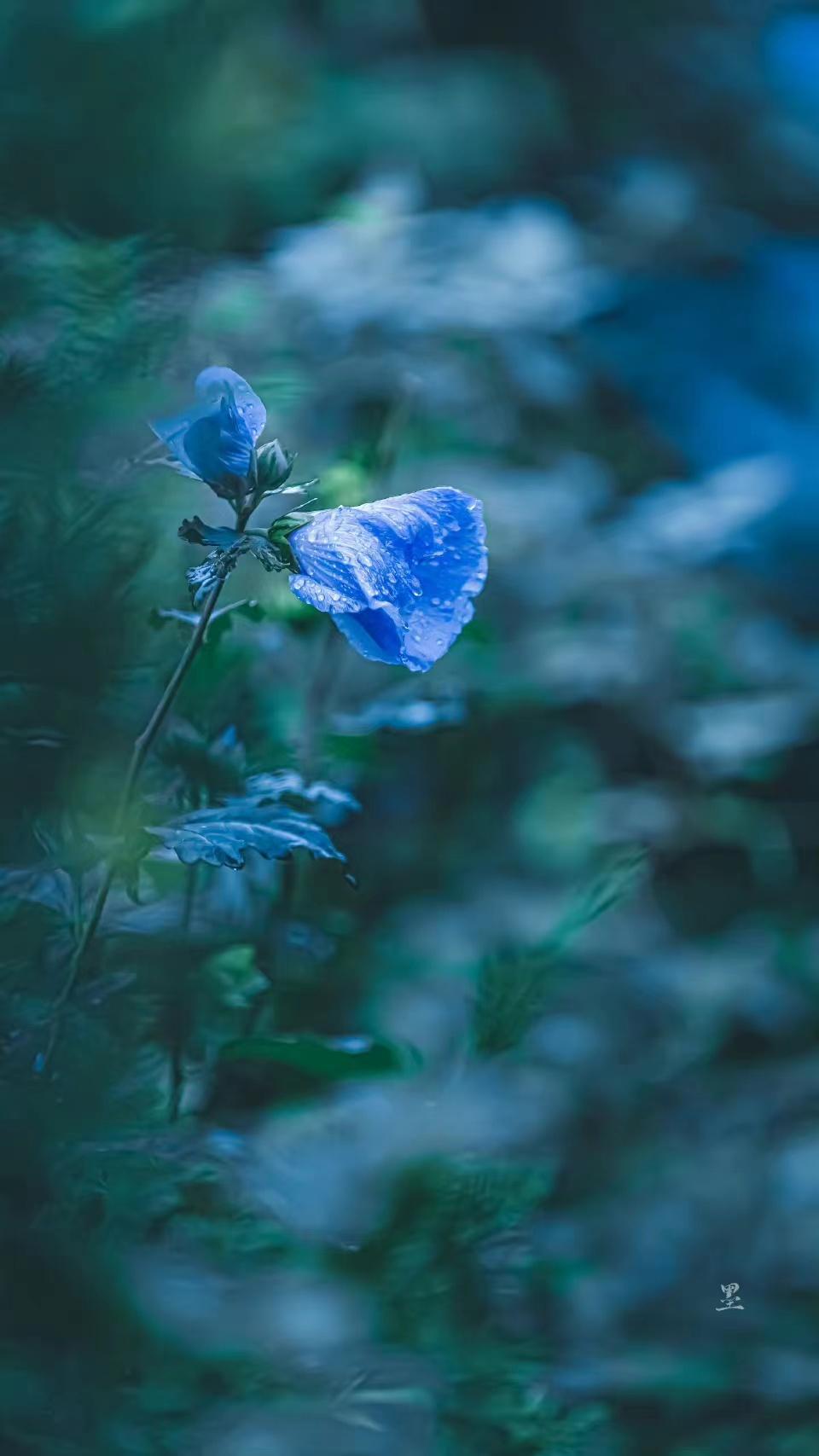 柳永经典诗词及鉴赏（柳永经典的十首词）