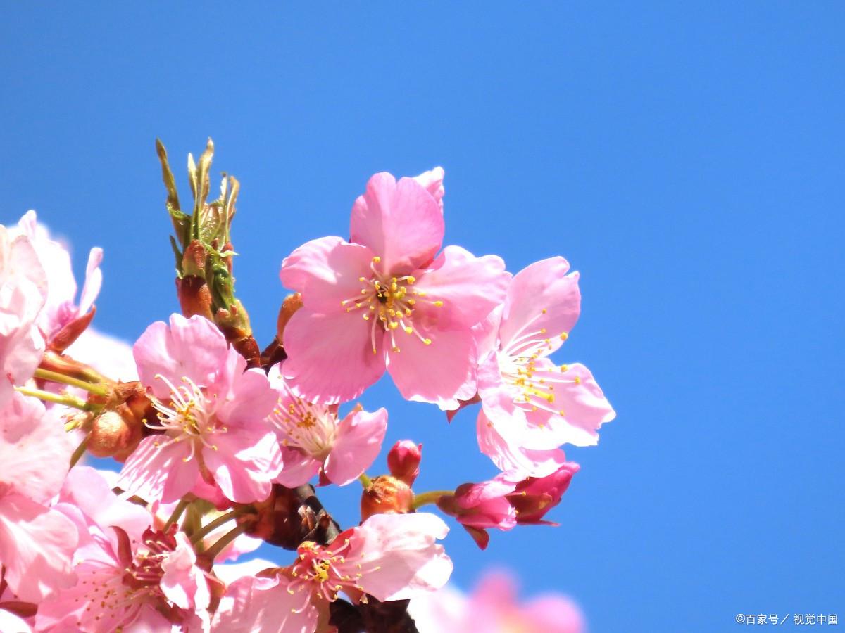 桃花风光经典诗词（春色如画，灼灼其华）