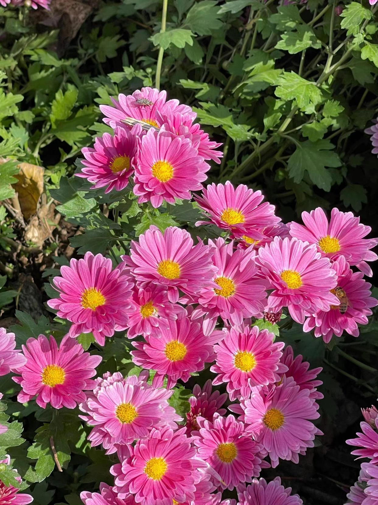 菊花唯美古诗词大全（十首描写菊花的诗词）