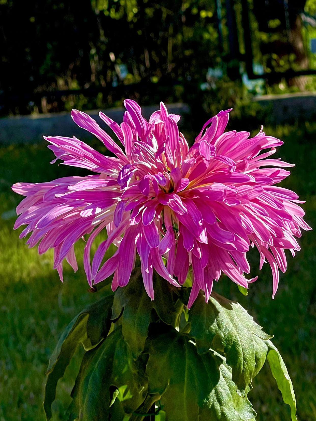 菊花唯美古诗词大全（十首描写菊花的诗词）