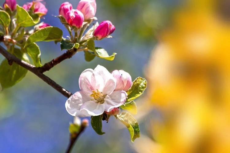 三月再见4月你好的句子（春暖花开，三月绽放）