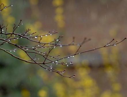 关于描写雨的优美句子有哪些（愁思随雨而来，芳心随雨而泣）