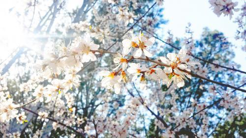 有关描写樱花的经典句子摘抄的短句大全（25个经典句子摘抄，感受樱花美丽）