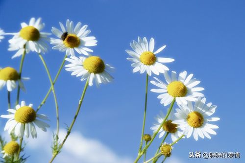 关于时光的唯美句子形容时光的唯美句子（唯美句子描绘时光的美妙与离愁）