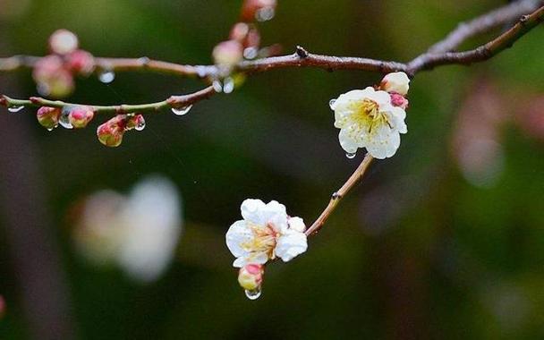 描写三月的句子 短句（探寻三月的美好、感受春天的气息）