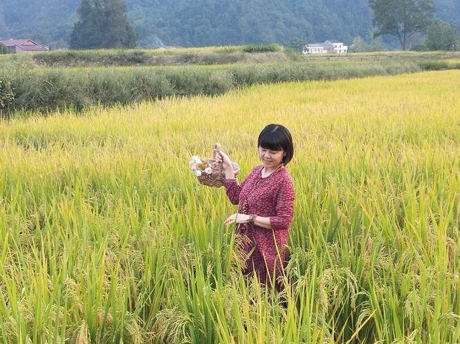 描写秋天田野景色的优美句子（金黄收获季节）