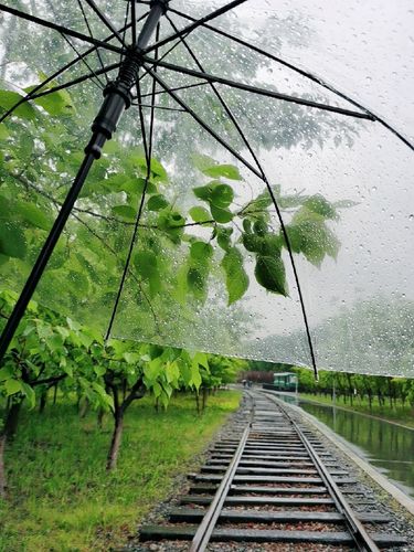 有关下雨天的作文题目（《雨中的蝉鸣》）