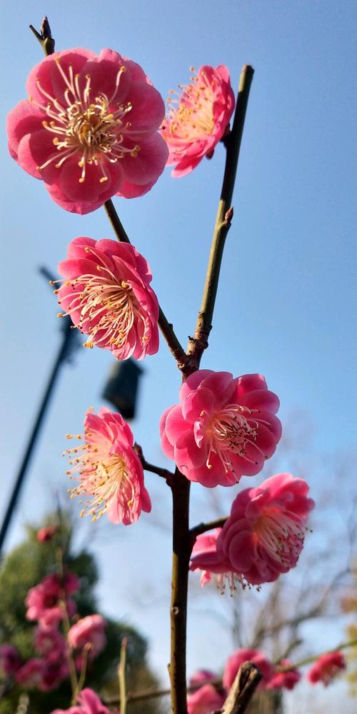 又是一年春暖花开时作文（《小莉的蜕变》）