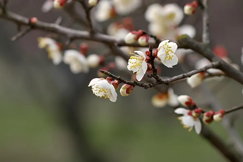 咏梅花的优美诗词（咏梅经典诗词大全）