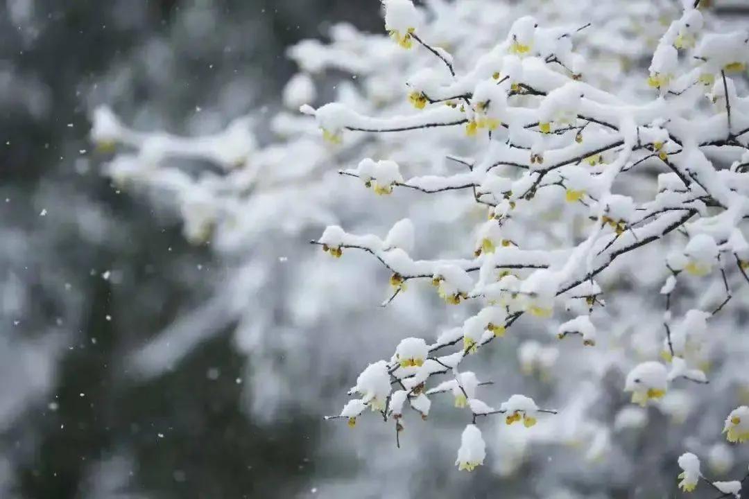 咏梅花的优美诗词（咏梅经典诗词大全）