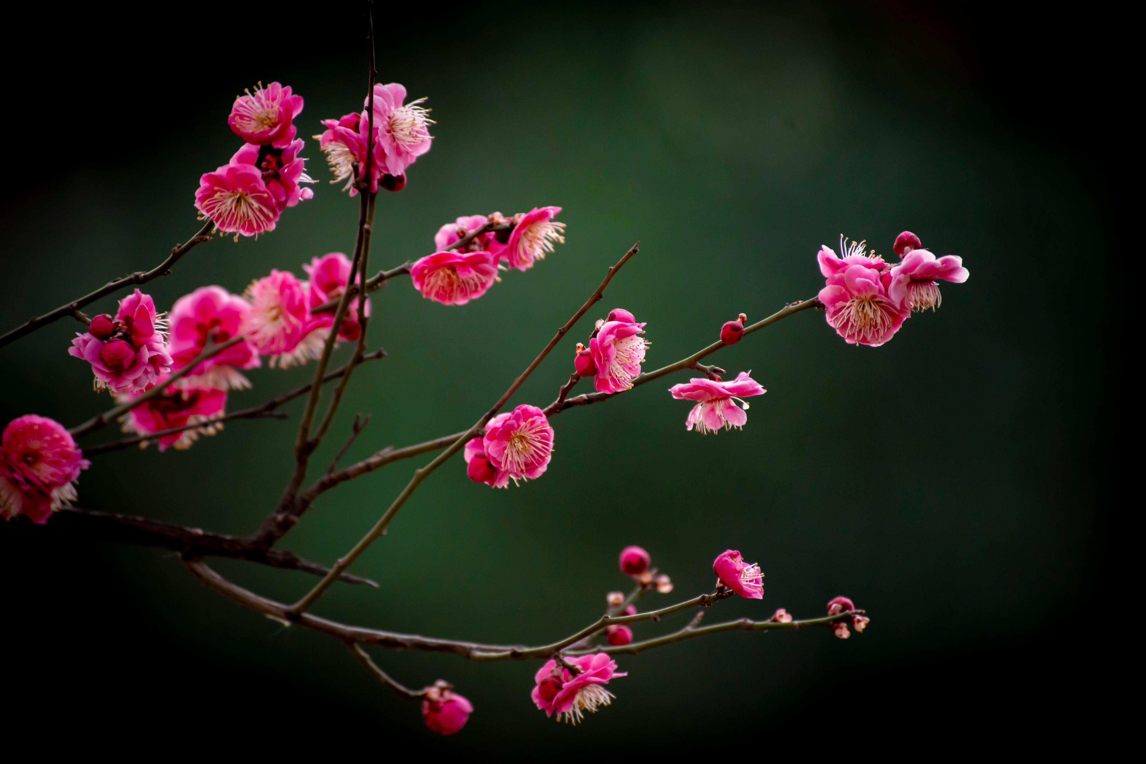 咏梅花的优美诗词（咏梅经典诗词大全）