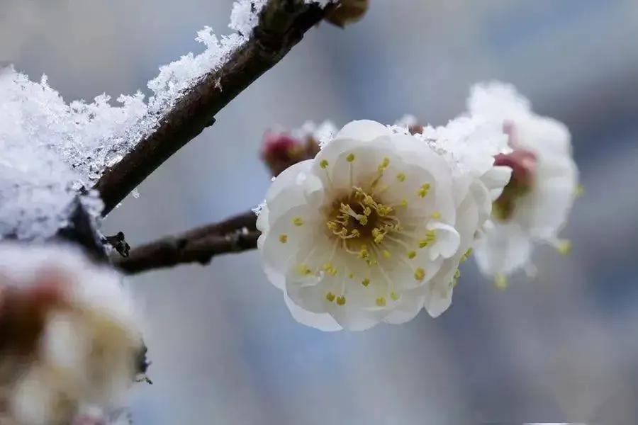 咏梅花的优美诗词（咏梅经典诗词大全）