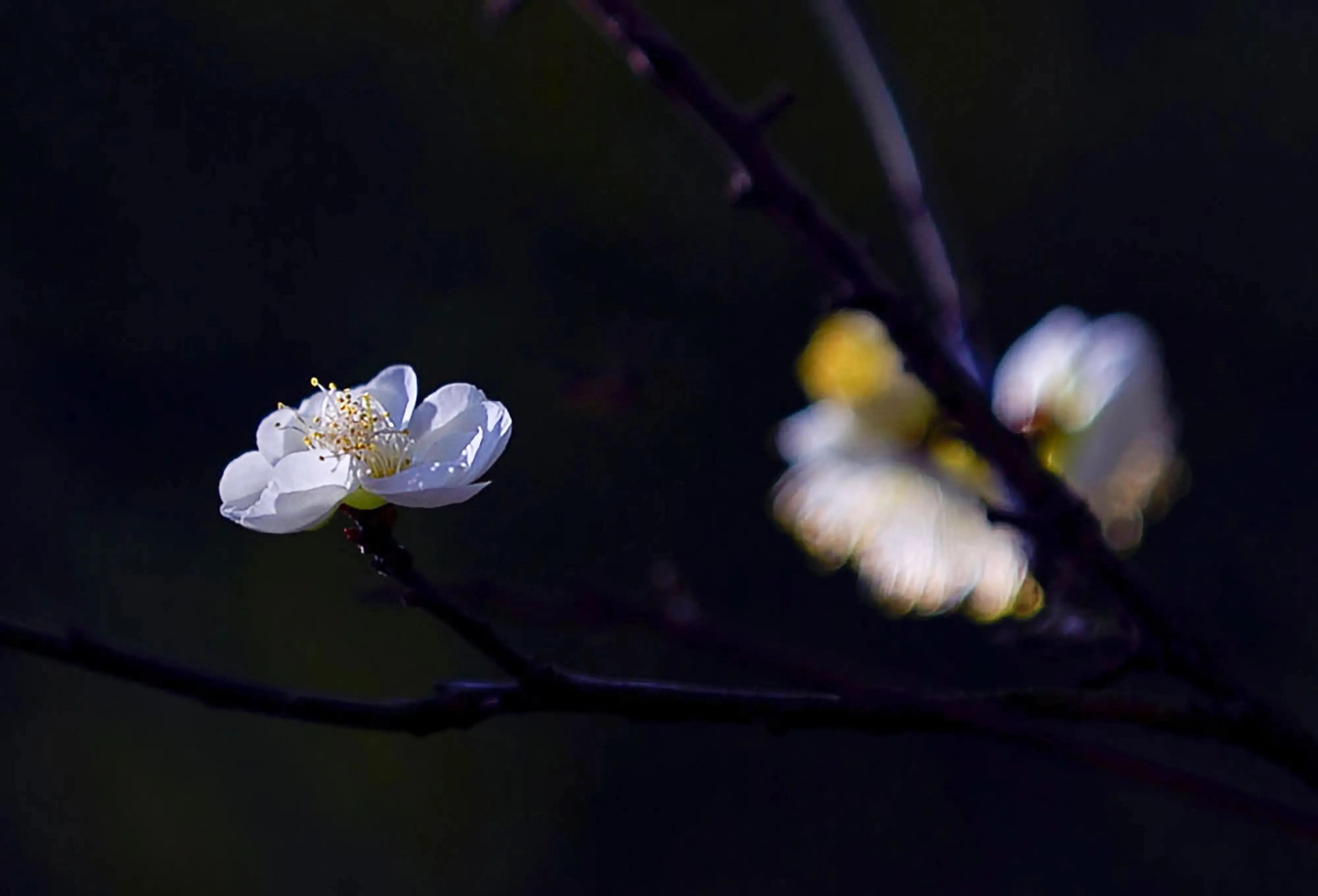 咏梅花的优美诗词（咏梅经典诗词大全）